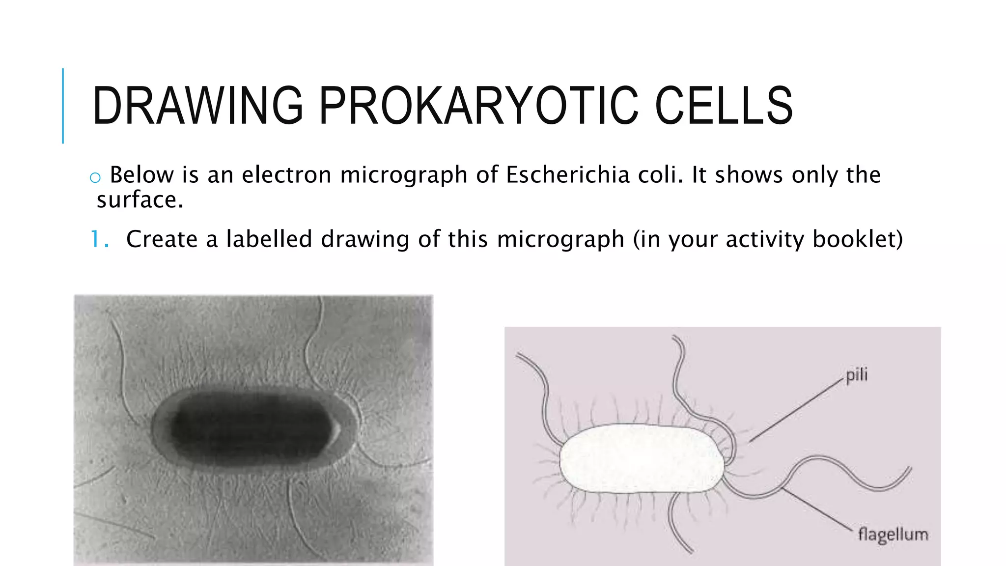 DRAWING PROKARYOTIC CELLS
o Below is an electron micrograph of Escherichia coli. It shows only the
surface.
1. Create a labelled drawing of this micrograph (in your activity booklet)
 