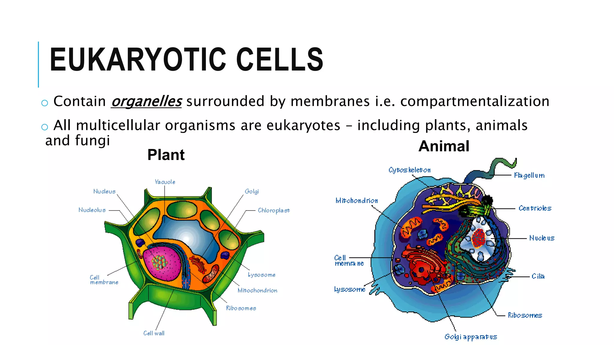 EUKARYOTIC CELLS
o Contain organelles surrounded by membranes i.e. compartmentalization
o All multicellular organisms are eukaryotes – including plants, animals
and fungi
Plant
Animal
 