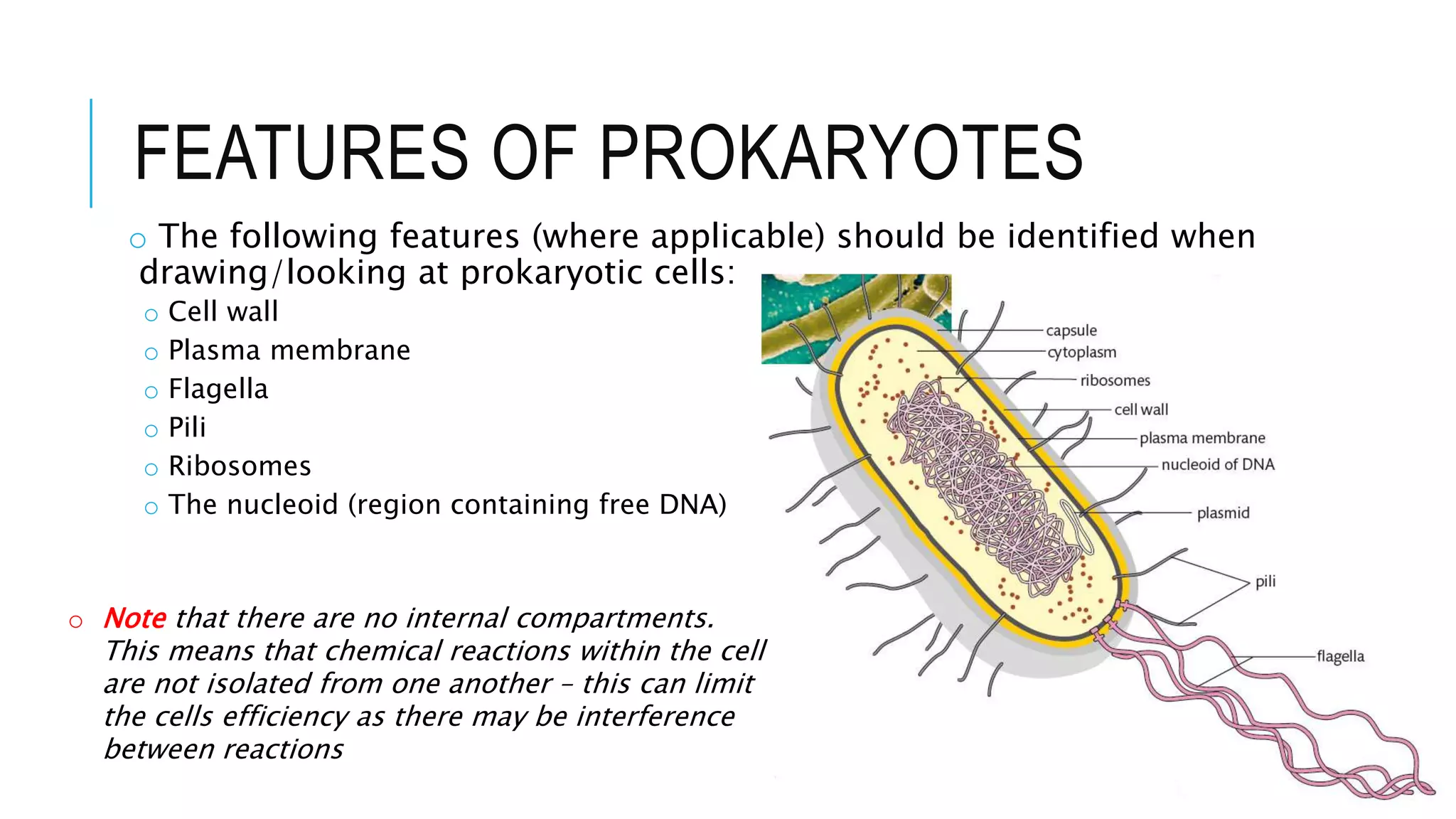 FEATURES OF PROKARYOTES
o The following features (where applicable) should be identified when
drawing/looking at prokaryotic cells:
o Cell wall
o Plasma membrane
o Flagella
o Pili
o Ribosomes
o The nucleoid (region containing free DNA)
o Note that there are no internal compartments.
This means that chemical reactions within the cell
are not isolated from one another – this can limit
the cells efficiency as there may be interference
between reactions
 