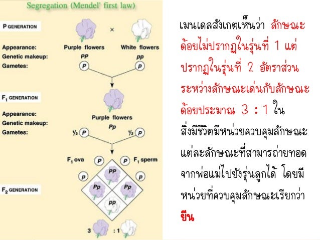 Image result for ตัวอย่างของพันธุ์