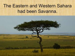The Eastern and Western Sahara
had been Savanna.
 