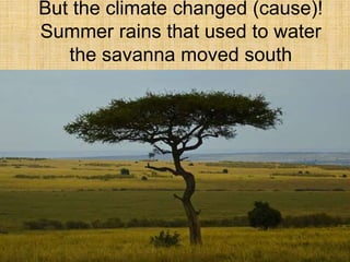 But the climate changed (cause)!
Summer rains that used to water
the savanna moved south
eastward.
 