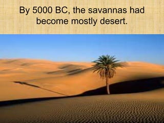 By 5000 BC, the savannas had
become mostly desert.
 