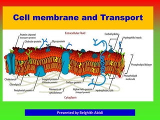 Cell membrane and Transport
Presented by Belghith Abidi
 