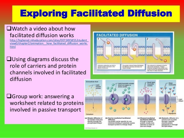 2 1 how to teach a concept e how facilitated diffusion works