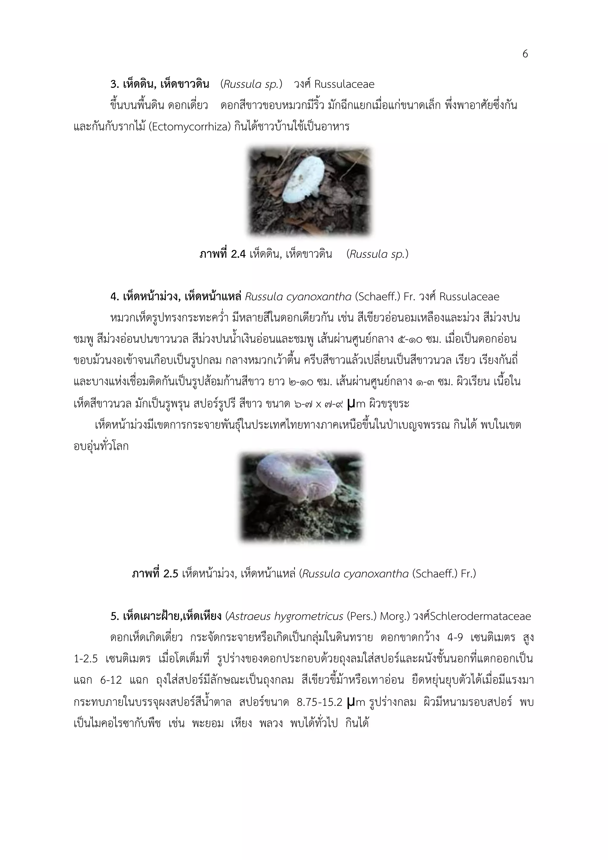 3. เห็ดดิน, เห็ดขาวดิน (Russula sp.) วงศ์ Russulaceae
ขึ้นบนพื้นดิน ดอกเดี่ยว ดอกสีขาวขอบหมวกมีริ้ว มักฉีกแยกเมื่อแก่ขนาดเล็ก พึ่งพาอาศัยซึ่งกัน
และกันกับรากไม้ (Ectomycorrhiza) กินได้ชาวบ้านใช้เป็นอาหาร
ภาพที่ 2.4 เห็ดดิน, เห็ดขาวดิน (Russula sp.)
4. เห็ดหน้าม่วง, เห็ดหน้าแหล่ Russula cyanoxantha (Schaeff.) Fr. วงศ์ Russulaceae
หมวกเห็ดรูปทรงกระทะคว่้า มีหลายสีในดอกเดียวกัน เช่น สีเขียวอ่อนอมเหลืองและม่วง สีม่วงปน
ชมพู สีม่วงอ่อนปนขาวนวล สีม่วงปนน้้าเงินอ่อนและชมพู เส้นผ่านศูนย์กลาง ๕-๑o ซม. เมื่อเป็นดอกอ่อน
ขอบม้วนงอเข้าจนเกือบเป็นรูปกลม กลางหมวกเว้าตื้น ครีบสีขาวแล้วเปลี่ยนเป็นสีขาวนวล เรียว เรียงกันถี่
และบางแห่งเชื่อมติดกันเป็นรูปส้อมก้านสีขาว ยาว ๒-๑o ซม. เส้นผ่านศูนย์กลาง ๑-๓ ซม. ผิวเรียน เนื้อใน
เห็ดสีขาวนวล มักเป็นรูพรุน สปอร์รูปรี สีขาว ขนาด ๖-๗ x ๗-๙ μm ผิวขรุขระ
เห็ดหน้าม่วงมีเขตการกระจายพันธุ์ในประเทศไทยทางภาคเหนือขึ้นในปุาเบญจพรรณ กินได้ พบในเขต
อบอุ่นทั่วโลก
ภาพที่ 2.5 เห็ดหน้าม่วง, เห็ดหน้าแหล่ (Russula cyanoxantha (Schaeff.) Fr.)
5. เห็ดเผาะฝ้าย,เห็ดเหียง (Astraeus hygrometricus (Pers.) Morg.) วงศ์Schlerodermataceae
ดอกเห็ดเกิดเดี่ยว กระจัดกระจายหรือเกิดเป็นกลุ่มในดินทราย ดอกขาดกว้าง 4-9 เซนติเมตร สูง
1-2.5 เซนติเมตร เมื่อโตเต็มที่ รูปร่างของดอกประกอบด้วยถุงลมใส่สปอร์และผนังชั้นนอกที่แตกออกเป็น
แฉก 6-12 แฉก ถุงใส่สปอร์มีลักษณะเป็นถุงกลม สีเขียวขี้ม้าหรือเทาอ่อน ยืดหยุ่นยุบตัวได้เมื่อมีแรงมา
กระทบภายในบรรจุผงสปอร์สีน้้าตาล สปอร์ขนาด 8.75-15.2 μm รูปร่างกลม ผิวมีหนามรอบสปอร์ พบ
เป็นไมคอไรซากับพืช เช่น พะยอม เหียง พลวง พบได้ทั่วไป กินได้
6
 