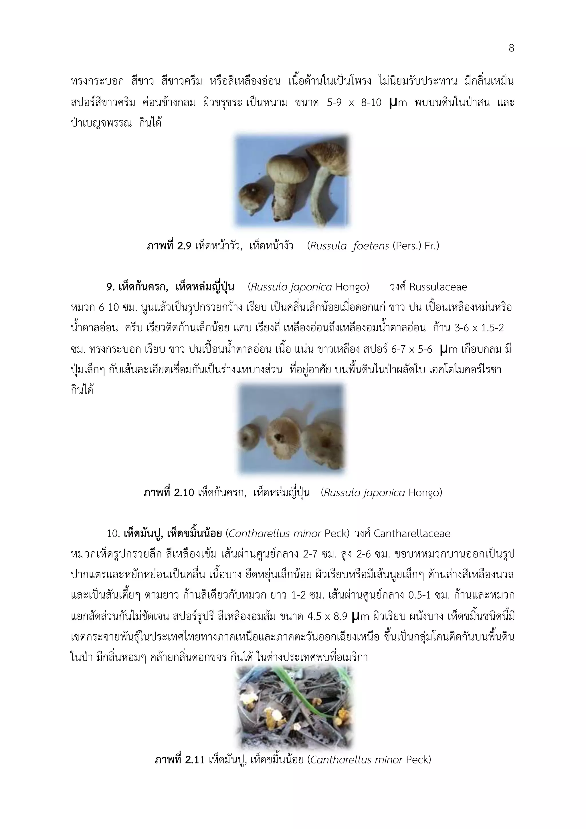 ทรงกระบอก สีขาว สีขาวครีม หรือสีเหลืองอ่อน เนื้อด้านในเป็นโพรง ไม่นิยมรับประทาน มีกลิ่นเหม็น
สปอร์สีขาวครีม ค่อนข้างกลม ผิวขรุขระ เป็นหนาม ขนาด 5-9 x 8-10 μm พบบนดินในปุาสน และ
ปุาเบญจพรรณ กินได้
ภาพที่ 2.9 เห็ดหน้าวัว, เห็ดหน้างัว (Russula foetens (Pers.) Fr.)
9. เห็ดก้นครก, เห็ดหล่มญี่ปุ่น (Russula japonica Hongo) วงศ์ Russulaceae
หมวก 6-10 ซม. นูนแล้วเป็นรูปกรวยกว้าง เรียบ เป็นคลื่นเล็กน้อยเมื่อดอกแก่ ขาว ปน เปื้อนเหลืองหม่นหรือ
น้้าตาลอ่อน ครีบ เรียวติดก้านเล็กน้อย แคบ เรียงถี่ เหลืองอ่อนถึงเหลืองอมน้้าตาลอ่อน ก้าน 3-6 x 1.5-2
ซม. ทรงกระบอก เรียบ ขาว ปนเปื้อนน้้าตาลอ่อน เนื้อ แน่น ขาวเหลือง สปอร์ 6-7 x 5-6 μm เกือบกลม มี
ปุุมเล็กๆ กับเส้นละเอียดเชื่อมกันเป็นร่างแหบางส่วน ที่อยู่อาศัย บนพื้นดินในปุาผลัดใบ เอคโตไมคอร์ไรซา
กินได้
ภาพที่ 2.10 เห็ดก้นครก, เห็ดหล่มญี่ปุุน (Russula japonica Hongo)
10. เห็ดมันปู, เห็ดขมิ้นน้อย (Cantharellus minor Peck) วงศ์ Cantharellaceae
หมวกเห็ดรูปกรวยลึก สีเหลืองเข้ม เส้นผ่านศูนย์กลาง 2-7 ซม. สูง 2-6 ซม. ขอบหหมวกบานออกเป็นรูป
ปากแตรและหยักหย่อนเป็นคลื่น เนื้อบาง ยืดหยุ่นเล็กน้อย ผิวเรียบหรือมีเส้นนูยเล็กๆ ด้านล่างสีเหลืองนวล
และเป็นสันเตี้ยๆ ตามยาว ก้านสีเดียวกับหมวก ยาว 1-2 ซม. เส้นผ่านศูนย์กลาง 0.5-1 ซม. ก้านและหมวก
แยกสัดส่วนกันไม่ชัดเจน สปอร์รูปรี สีเหลืองอมส้ม ขนาด 4.5 x 8.9 μm ผิวเรียบ ผนังบาง เห็ดขมิ้นชนิดนี้มี
เขตกระจายพันธุ์ในประเทศไทยทางภาคเหนือและภาคตะวันออกเฉียงเหนือ ขึ้นเป็นกลุ่มโคนติดกันบนพื้นดิน
ในปุา มีกลิ่นหอมๆ คล้ายกลิ่นดอกขจร กินได้ ในต่างประเทศพบที่อเมริกา
ภาพที่ 2.11 เห็ดมันปู, เห็ดขมิ้นน้อย (Cantharellus minor Peck)
8
 