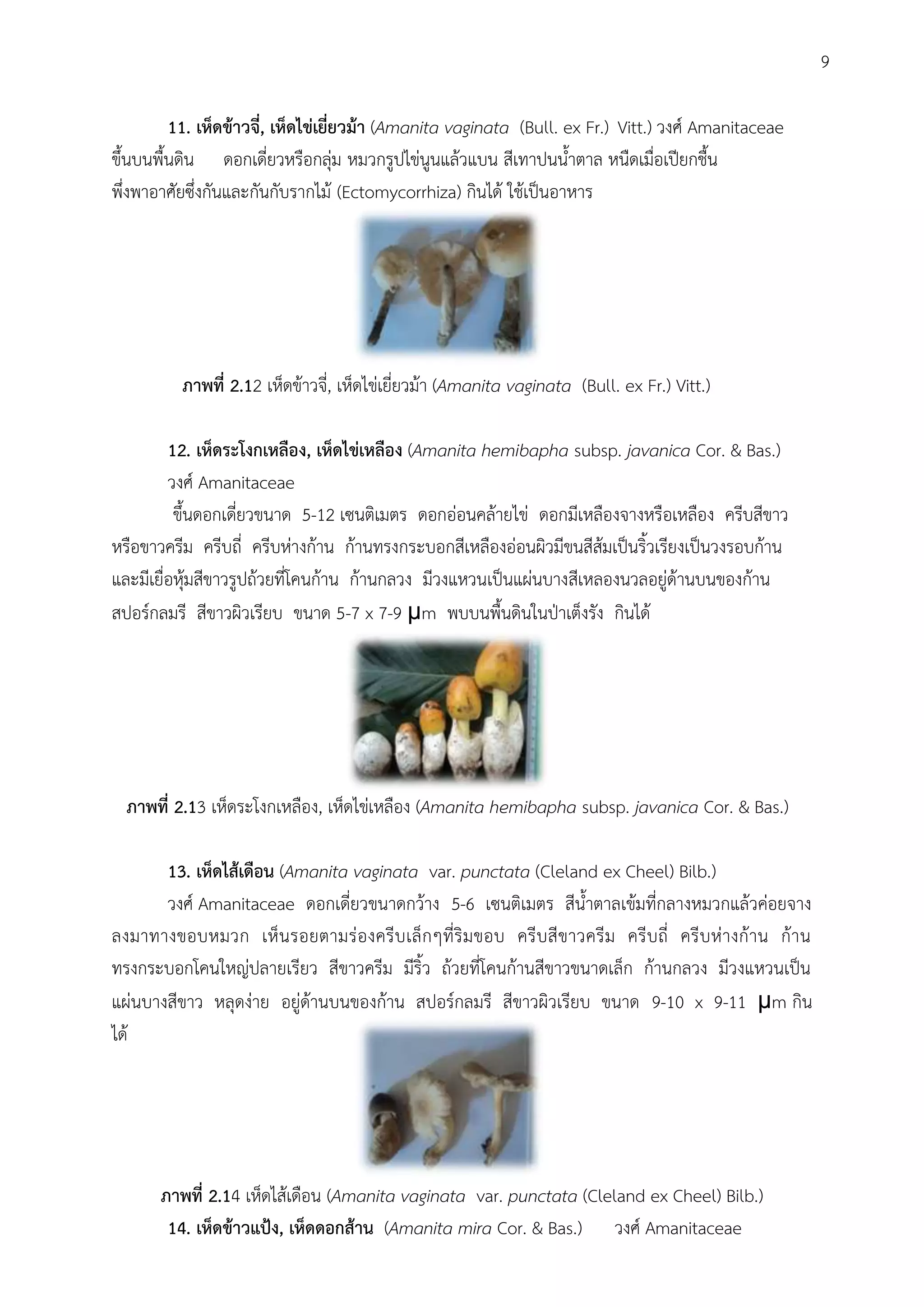 11. เห็ดข้าวจี่, เห็ดไข่เยี่ยวม้า (Amanita vaginata (Bull. ex Fr.) Vitt.) วงศ์ Amanitaceae
ขึ้นบนพื้นดิน ดอกเดี่ยวหรือกลุ่ม หมวกรูปไข่นูนแล้วแบน สีเทาปนน้้าตาล หนืดเมื่อเปียกชื้น
พึ่งพาอาศัยซึ่งกันและกันกับรากไม้ (Ectomycorrhiza) กินได้ ใช้เป็นอาหาร
ภาพที่ 2.12 เห็ดข้าวจี่, เห็ดไข่เยี่ยวม้า (Amanita vaginata (Bull. ex Fr.) Vitt.)
12. เห็ดระโงกเหลือง, เห็ดไข่เหลือง (Amanita hemibapha subsp. javanica Cor. & Bas.)
วงศ์ Amanitaceae
ขึ้นดอกเดี่ยวขนาด 5-12 เซนติเมตร ดอกอ่อนคล้ายไข่ ดอกมีเหลืองจางหรือเหลือง ครีบสีขาว
หรือขาวครีม ครีบถี่ ครีบห่างก้าน ก้านทรงกระบอกสีเหลืองอ่อนผิวมีขนสีส้มเป็นริ้วเรียงเป็นวงรอบก้าน
และมีเยื่อหุ้มสีขาวรูปถ้วยที่โคนก้าน ก้านกลวง มีวงแหวนเป็นแผ่นบางสีเหลองนวลอยู่ด้านบนของก้าน
สปอร์กลมรี สีขาวผิวเรียบ ขนาด 5-7 x 7-9 μm พบบนพื้นดินในปุาเต็งรัง กินได้
ภาพที่ 2.13 เห็ดระโงกเหลือง, เห็ดไข่เหลือง (Amanita hemibapha subsp. javanica Cor. & Bas.)
13. เห็ดไส้เดือน (Amanita vaginata var. punctata (Cleland ex Cheel) Bilb.)
วงศ์ Amanitaceae ดอกเดี่ยวขนาดกว้าง 5-6 เซนติเมตร สีน้้าตาลเข้มที่กลางหมวกแล้วค่อยจาง
ลงมาทางขอบหมวก เห็นรอยตามร่องครีบเล็กๆที่ริมขอบ ครีบสีขาวครีม ครีบถี่ ครีบห่างก้าน ก้าน
ทรงกระบอกโคนใหญ่ปลายเรียว สีขาวครีม มีริ้ว ถ้วยที่โคนก้านสีขาวขนาดเล็ก ก้านกลวง มีวงแหวนเป็น
แผ่นบางสีขาว หลุดง่าย อยู่ด้านบนของก้าน สปอร์กลมรี สีขาวผิวเรียบ ขนาด 9-10 x 9-11 μm กิน
ได้
ภาพที่ 2.14 เห็ดไส้เดือน (Amanita vaginata var. punctata (Cleland ex Cheel) Bilb.)
14. เห็ดข้าวแป้ง, เห็ดดอกส้าน (Amanita mira Cor. & Bas.) วงศ์ Amanitaceae
9
 