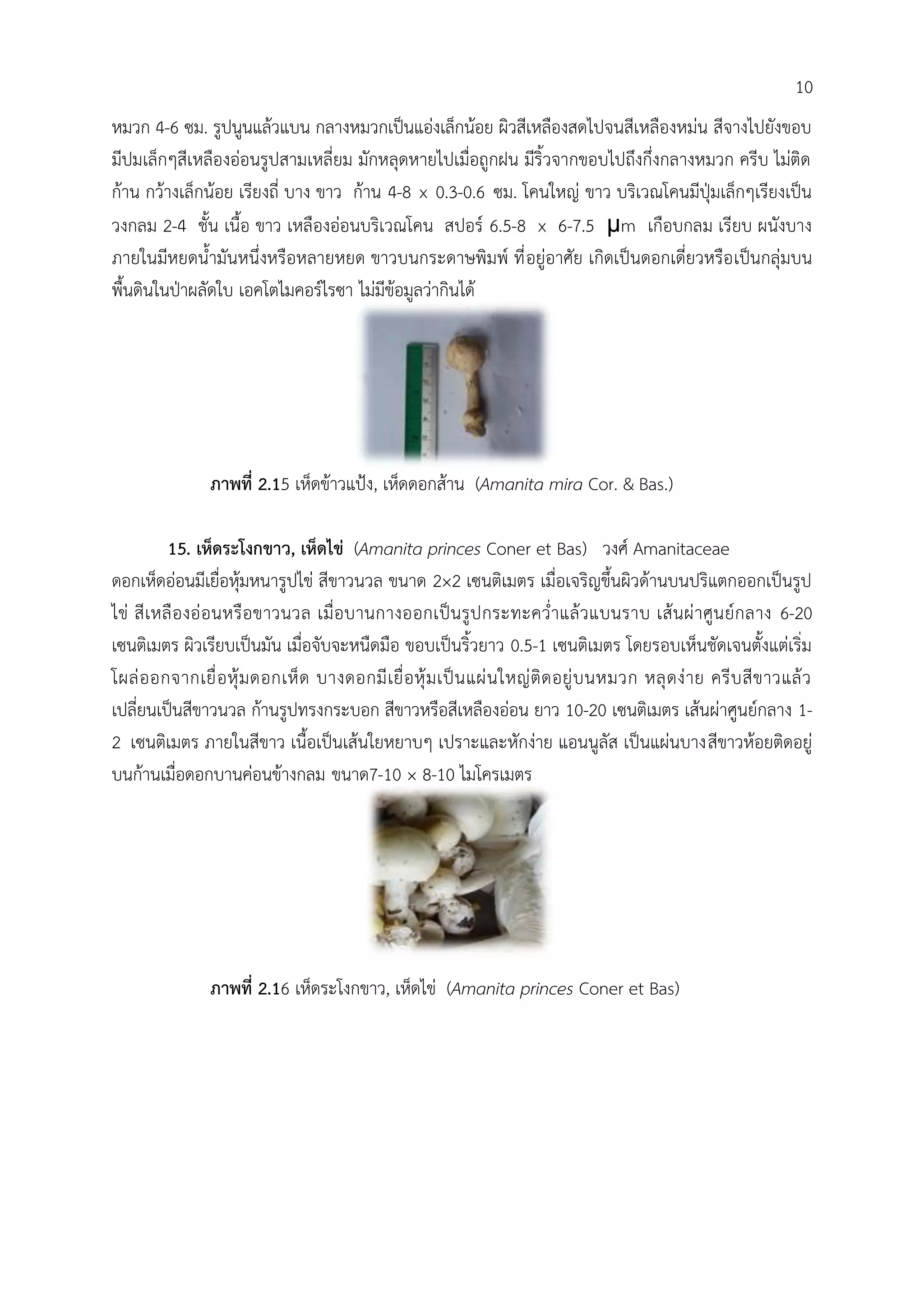 หมวก 4-6 ซม. รูปนูนแล้วแบน กลางหมวกเป็นแอ่งเล็กน้อย ผิวสีเหลืองสดไปจนสีเหลืองหม่น สีจางไปยังขอบ
มีปมเล็กๆสีเหลืองอ่อนรูปสามเหลี่ยม มักหลุดหายไปเมื่อถูกฝน มีริ้วจากขอบไปถึงกึ่งกลางหมวก ครีบ ไม่ติด
ก้าน กว้างเล็กน้อย เรียงถี่ บาง ขาว ก้าน 4-8 x 0.3-0.6 ซม. โคนใหญ่ ขาว บริเวณโคนมีปุุมเล็กๆเรียงเป็น
วงกลม 2-4 ชั้น เนื้อ ขาว เหลืองอ่อนบริเวณโคน สปอร์ 6.5-8 x 6-7.5 μm เกือบกลม เรียบ ผนังบาง
ภายในมีหยดน้้ามันหนึ่งหรือหลายหยด ขาวบนกระดาษพิมพ์ ที่อยู่อาศัย เกิดเป็นดอกเดี่ยวหรือเป็นกลุ่มบน
พื้นดินในปุาผลัดใบ เอคโตไมคอร์ไรซา ไม่มีข้อมูลว่ากินได้
ภาพที่ 2.15 เห็ดข้าวแปูง, เห็ดดอกส้าน (Amanita mira Cor. & Bas.)
15. เห็ดระโงกขาว, เห็ดไข่ (Amanita princes Coner et Bas) วงศ์ Amanitaceae
ดอกเห็ดอ่อนมีเยื่อหุ้มหนารูปไข่ สีขาวนวล ขนาด 2×2 เซนติเมตร เมื่อเจริญขึ้นผิวด้านบนปริแตกออกเป็นรูป
ไข่ สีเหลืองอ่อนหรือขาวนวล เมื่อบานกางออกเป็นรูปกระทะคว่้าแล้วแบนราบ เส้นผ่าศูนย์กลาง 6-20
เซนติเมตร ผิวเรียบเป็นมัน เมื่อจับจะหนืดมือ ขอบเป็นริ้วยาว 0.5-1 เซนติเมตร โดยรอบเห็นชัดเจนตั้งแต่เริ่ม
โผล่ออกจากเยื่อหุ้มดอกเห็ด บางดอกมีเยื่อหุ้มเป็นแผ่นใหญ่ติดอยู่บนหมวก หลุดง่าย ครีบสีขาวแล้ว
เปลี่ยนเป็นสีขาวนวล ก้านรูปทรงกระบอก สีขาวหรือสีเหลืองอ่อน ยาว 10-20 เซนติเมตร เส้นผ่าศูนย์กลาง 1-
2 เซนติเมตร ภายในสีขาว เนื้อเป็นเส้นใยหยาบๆ เปราะและหักง่าย แอนนูลัส เป็นแผ่นบางสีขาวห้อยติดอยู่
บนก้านเมื่อดอกบานค่อนข้างกลม ขนาด7-10 × 8-10 ไมโครเมตร
ภาพที่ 2.16 เห็ดระโงกขาว, เห็ดไข่ (Amanita princes Coner et Bas)
10
 