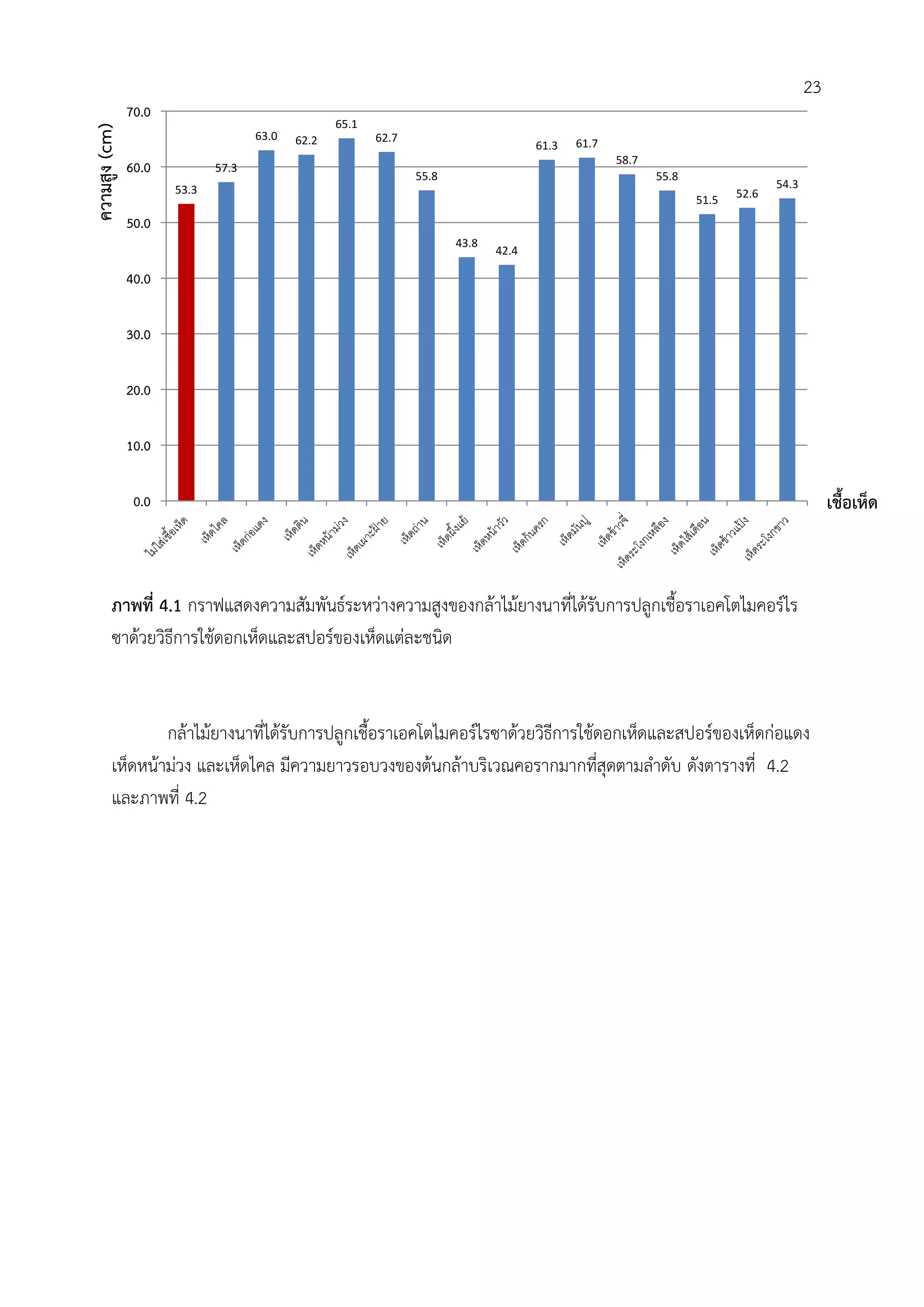 ภาพที่ 4.1 กราฟแสดงความสัมพันธ์ระหว่างความสูงของกล้าไม้ยางนาที่ได้รับการปลูกเชื้อราเอคโตไมคอร์ไร
ซาด้วยวิธีการใช้ดอกเห็ดและสปอร์ของเห็ดแต่ละชนิด
กล้าไม้ยางนาที่ได้รับการปลูกเชื้อราเอคโตไมคอร์ไรซาด้วยวิธีการใช้ดอกเห็ดและสปอร์ของเห็ดก่อแดง
เห็ดหน้าม่วง และเห็ดไคล มีความยาวรอบวงของต้นกล้าบริเวณคอรากมากที่สุดตามล้าดับ ดังตารางที่ 4.2
และภาพที่ 4.2
53.3
57.3
63.0 62.2
65.1
62.7
55.8
43.8
42.4
61.3 61.7
58.7
55.8
51.5
52.6
54.3
0.0
10.0
20.0
30.0
40.0
50.0
60.0
70.0ความสูง(cm)
เชื้อเห็ด
23
 