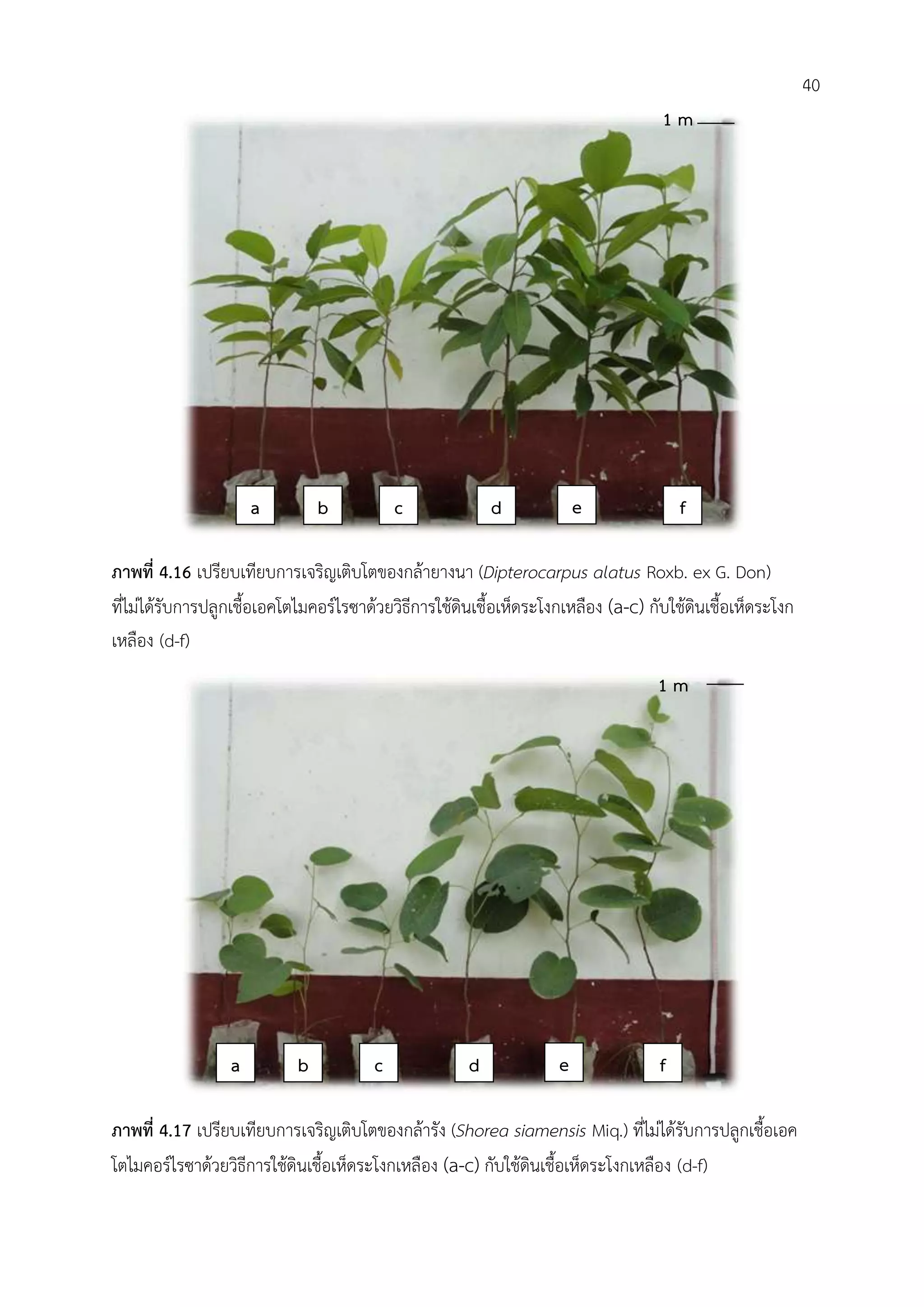ภาพที่ 4.16 เปรียบเทียบการเจริญเติบโตของกล้ายางนา (Dipterocarpus alatus Roxb. ex G. Don)
ที่ไม่ได้รับการปลูกเชื้อเอคโตไมคอร์ไรซาด้วยวิธีการใช้ดินเชื้อเห็ดระโงกเหลือง (a-c) กับใช้ดินเชื้อเห็ดระโงก
เหลือง (d-f)
ภาพที่ 4.17 เปรียบเทียบการเจริญเติบโตของกล้ารัง (Shorea siamensis Miq.) ที่ไม่ได้รับการปลูกเชื้อเอค
โตไมคอร์ไรซาด้วยวิธีการใช้ดินเชื้อเห็ดระโงกเหลือง (a-c) กับใช้ดินเชื้อเห็ดระโงกเหลือง (d-f)
a b c d e f
1 m
a b c d e f
1 m
40
 