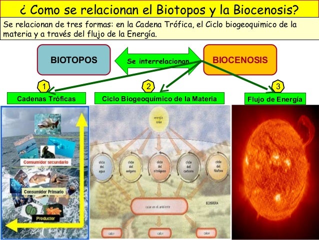 2 Interaccion Entre Seres Vivos Cadena Trofica Ciclo Biogeoquimico