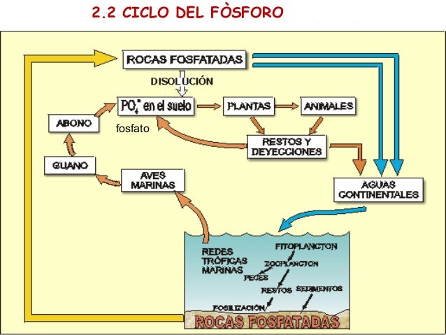 2 Interaccion Entre Seres Vivos Cadena Trofica Ciclo Biogeoquimico