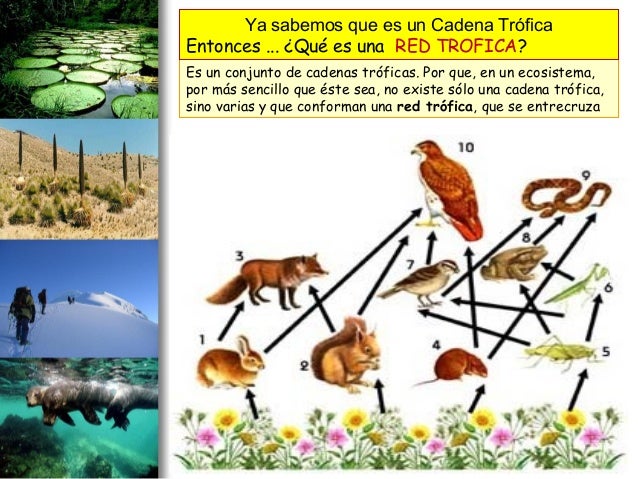 cadenas y redes troficas de los seres vivos 2 interaccion entre seres vivos cadena trofica ciclo cadenas y redes troficas de los seres vivos 2 interaccion entre seres vivos cadena trofica ciclo