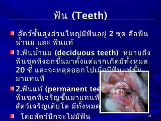 2424
ฟันฟัน (Teeth)(Teeth)
สัตว์ชั้นสูงส่วนใหญ่มีฟันอยู่สัตว์ชั้นสูงส่วนใหญ่มีฟันอยู่ 22 ชุด คือฟันชุด คือฟัน
นำ้านม และ ฟันแท้นำ้านม และ ฟันแท้
1.1.ฟันนำ้านมฟันนำ้านม ((deciduous teeth)deciduous teeth) หมายถึงหมายถึง
ฟันชุดที่งอกขึ้นมาตั้งแต่่แรกเกิดมีทั้งหมดฟันชุดที่งอกขึ้นมาตั้งแต่่แรกเกิดมีทั้งหมด
2020 ซี่ และจะหลุดออกไปเมื่อมีฟันแท้้ขึ้นซี่ และจะหลุดออกไปเมื่อมีฟันแท้้ขึ้น
มาแทนที่มาแทนที่
2.2.ฟันแท้้ฟันแท้้ ((permanent teeth)permanent teeth) หมายถึงหมายถึง
ฟันชุดที่เจริญขึ้นมาแทนที่ฟันนำ้านมเมื่อฟันชุดที่เจริญขึ้นมาแทนที่ฟันนำ้านมเมื่อ
สัตว์์เจริญเติบโต มีทั้งหมดสัตว์์เจริญเติบโต มีทั้งหมด 3232 ซี่ซี่
โดยสัตว์ปีกจะไม่มีฟันโดยสัตว์ปีกจะไม่มีฟัน
 