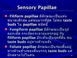 2626
Sensory PapillaeSensory Papillae
- Filiform papillae มีลักษณะเป็นแท่ง
ขนาดเล็กสุด แต่พบมากที่สุด ไม่พบ taste
buds ใน papillae ชนิดนี้
- Fungiform papillae มีลักษณะเป็นรูป
ดอกเห็ด กระจัดกระจายแทรกอยู่ กับ
filiform papillae มักเห็นเป็นจุดที่ลิ้น พบ
taste buds อยู่ทางด้านหลัง
- Foliate papillae ลักษณะเป็นร่องตื้นอยู่
ทางด้านข้างของลิ้นบรรจุ taste buds แต่
มักสลายไปในคน
 