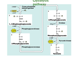 37
Glycolysis
pathway
 