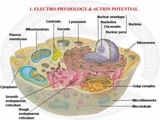 1. ELECTRO-PHYSIOLOGY & ACTION POTENTIAL
 