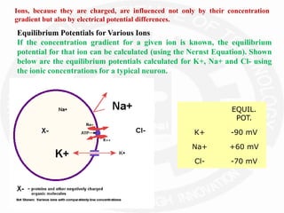 Ions, because they are charged, are influenced not only by their concentration
gradient but also by electrical potential differences.
EQUIL.
POT.
K+ -90 mV
Na+ +60 mV
Cl- -70 mV
Equilibrium Potentials for Various Ions
If the concentration gradient for a given ion is known, the equilibrium
potential for that ion can be calculated (using the Nernst Equation). Shown
below are the equilibrium potentials calculated for K+, Na+ and Cl- using
the ionic concentrations for a typical neuron.
 