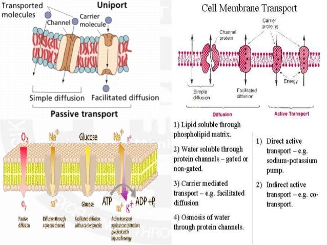 resting potential