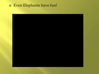  Even Elephants have fun!
 