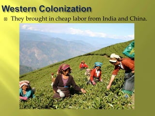  They brought in cheap labor from India and China.
 