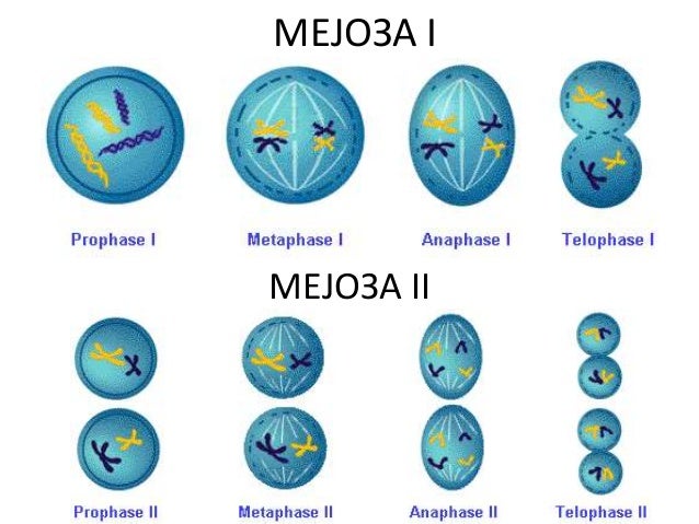 ћелијски циклус