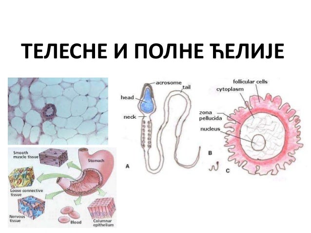 ћелијски циклус