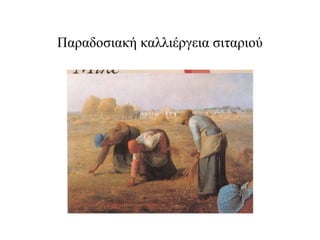 Παραδοσιακή καλλιέργεια σιταριού
 