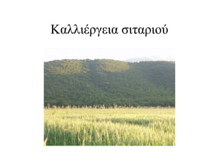Καλλιέργεια σιταριού
 