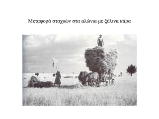 Μεταφορά σταχυών στα αλώνια με ξύλινα κάρα
 