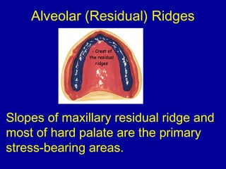 Alveolar (Residual) Ridges
Slopes of maxillary residual ridge and
most of hard palate are the primary
stress-bearing areas.
 