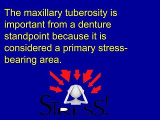 The maxillary tuberosity is
important from a denture
standpoint because it is
considered a primary stress-
bearing area.
 