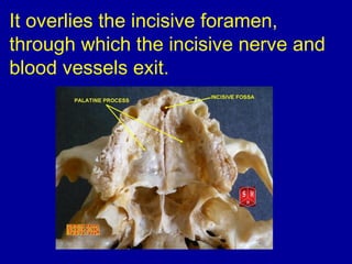 It overlies the incisive foramen,
through which the incisive nerve and
blood vessels exit.
 