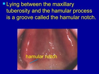  Lying between the maxillary
tuberosity and the hamular process
is a groove called the hamular notch.
hamular notch
 