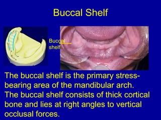 The buccal shelf is the primary stress-
bearing area of the mandibular arch.
The buccal shelf consists of thick cortical
bone and lies at right angles to vertical
occlusal forces.
Buccal
shelf
Buccal Shelf
 