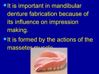  It is important in mandibular
denture fabrication because of
its influence on impression
making.
 It is formed by the actions of the
masseter muscle.
 