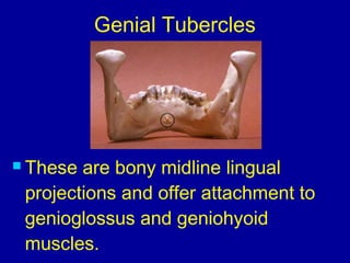 Genial Tubercles
 These are bony midline lingual
projections and offer attachment to
genioglossus and geniohyoid
muscles.
 