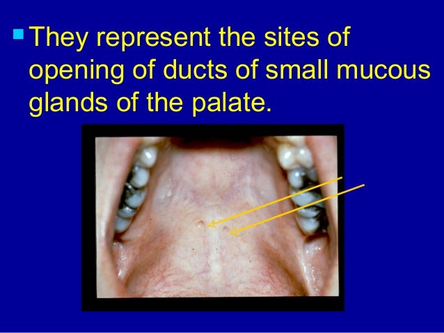 oral anatomy