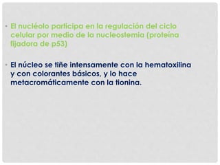 • El nucléolo participa en la regulación del ciclo
celular por medio de la nucleostemia (proteína
fijadora de p53)
• El núcleo se tiñe intensamente con la hematoxilina
y con colorantes básicos, y lo hace
metacromáticamente con la tionina.
 