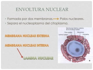 ENVOLTURA NUCLEAR
• Formada por dos membranas. Polos nucleares.
• Separa el nucleoplasma del citoplasma.
 