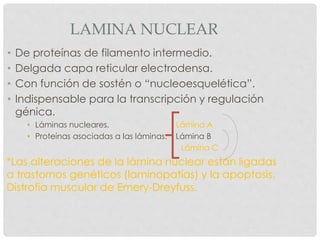 LAMINA NUCLEAR
• De proteínas de filamento intermedio.
• Delgada capa reticular electrodensa.
• Con función de sostén o “nucleoesquelética”.
• Indispensable para la transcripción y regulación
génica.
• Láminas nucleares. Lámina A
• Proteínas asociadas a las láminas. Lámina B
Lámina C
*Las alteraciones de la lámina nuclear están ligadas
a trastornos genéticos (laminopatías) y la apoptosis.
Distrofia muscular de Emery-Dreyfuss.
 