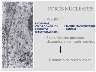 POROS NUCLEARES.
• 70 a 80 nm.
• 8 subunidades proteicas
dispuestas en armazón central.
Complejo de poro nuclear
RIBOSOMAS U
OTROS COMPLEJOS
PROTEICOS
TRANSPORTADORES
TAPON/ TRANSPORTADOR
CENTRAL
 