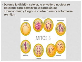 • Durante la división celular, la envoltura nuclear se
desarma para permitir la separación de
cromosomas; y luego se vuelve a armar al formarse
sus hijas.
 