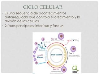 CICLO CELULAR
• Es una secuencia de acontecimientos
autorregulada que controla el crecimiento y la
división de las células.
• 2 fases principales: interfase y fase M.
 