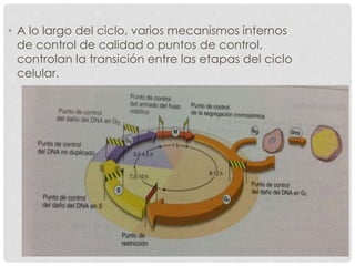 • A lo largo del ciclo, varios mecanismos internos
de control de calidad o puntos de control,
controlan la transición entre las etapas del ciclo
celular.
 