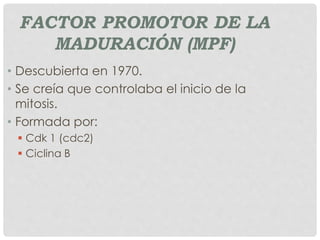 FACTOR PROMOTOR DE LA
MADURACIÓN (MPF)
• Descubierta en 1970.
• Se creía que controlaba el inicio de la
mitosis.
• Formada por:
 Cdk 1 (cdc2)
 Ciclina B
 