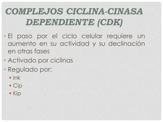 COMPLEJOS CICLINA-CINASA
DEPENDIENTE (CDK)
• El paso por el ciclo celular requiere un
aumento en su actividad y su declinación
en otras fases
• Activado por ciclinas
• Regulado por:
 Ink
 Cip
 Kip
 