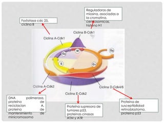 Reguladoras de
miosina, asociadas a
la cromatina,
centrosomicas,
histona H1
Fosfatasa cdc 25,
ciclina B
DNA polimerasa,
proteína de
reciclacion A,
proteína de
mantenimiento de
minicromosoma
Proteína supresora de
tumores p53,
proteinas cinasas
ATM y ATR
Proteína de
susceptibilidad
retinoblastoma,
proteina p53
 