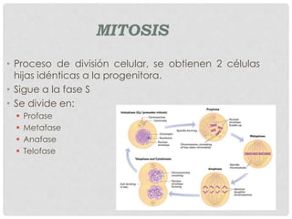 MITOSIS
• Proceso de división celular, se obtienen 2 células
hijas idénticas a la progenitora.
• Sigue a la fase S
• Se divide en:
 Profase
 Metafase
 Anafase
 Telofase
 